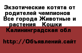  Экзотические котята от родителей чемпионов - Все города Животные и растения » Кошки   . Калининградская обл.